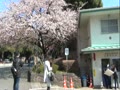 上野の桜 2015年3月13日