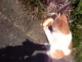 パンが大好きな虎さん